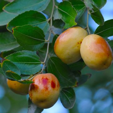 Chinesische Jujube - Ziziphus jujuba