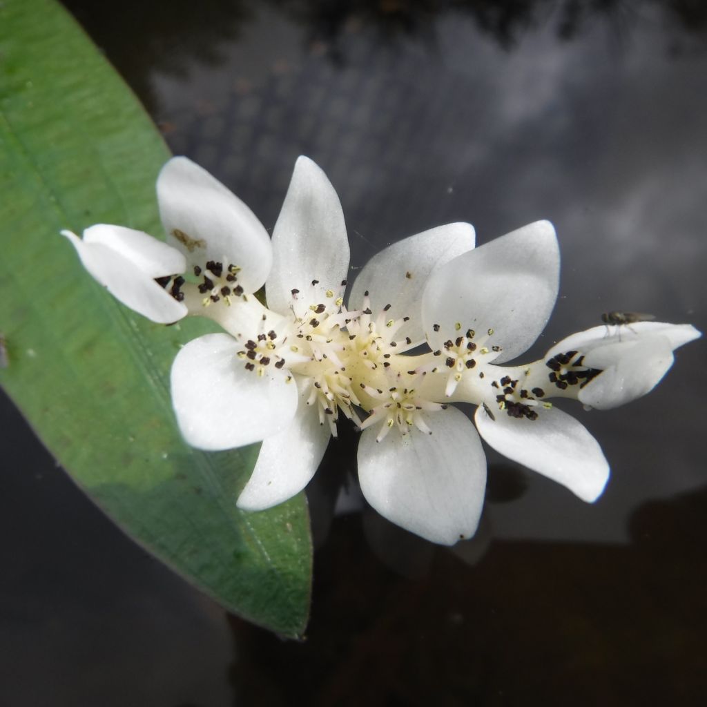 Aponogeton distachyos - Zweiährige Wasserähre