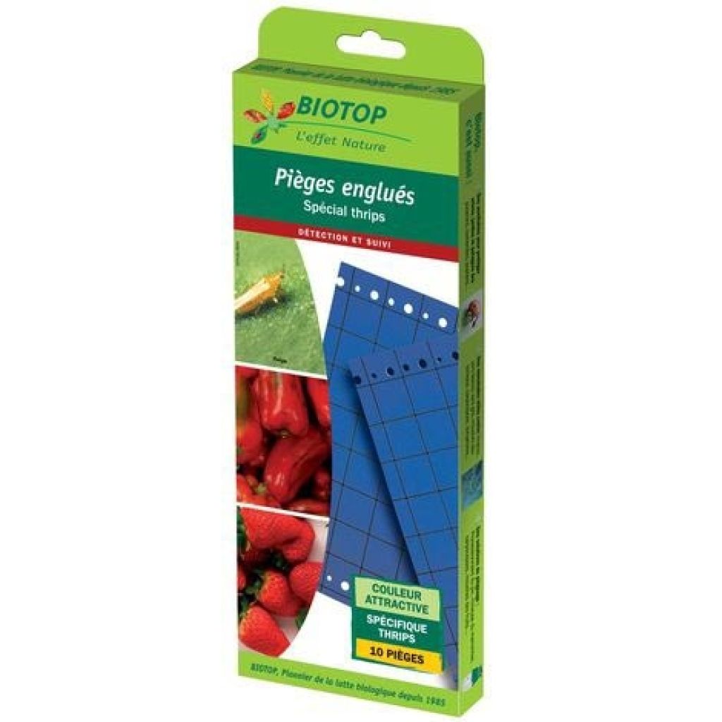 Farbfalle (klebende Platten) blau 25 x 10 cm - 10er Pack