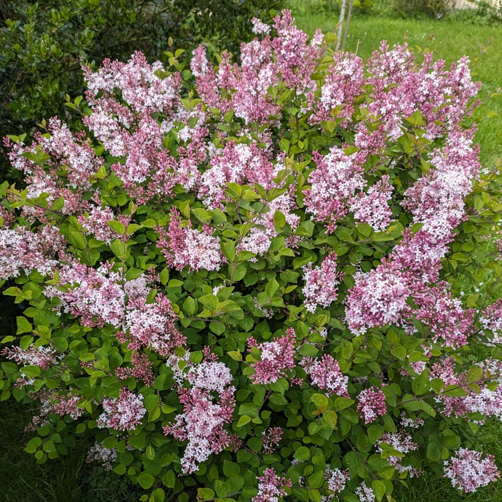 Syringa Pink Perfume - Zwerg-Duftflieder