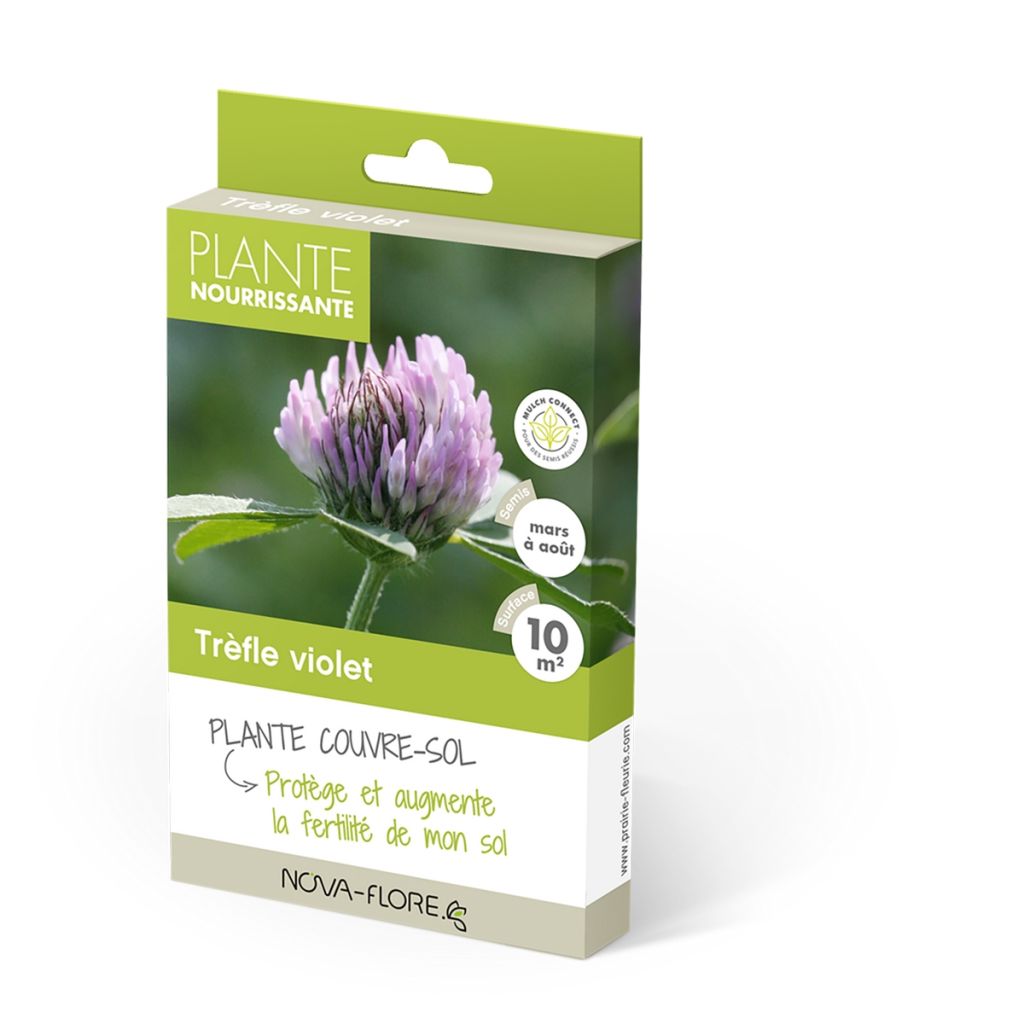 Rotklee - Trifolium pratense