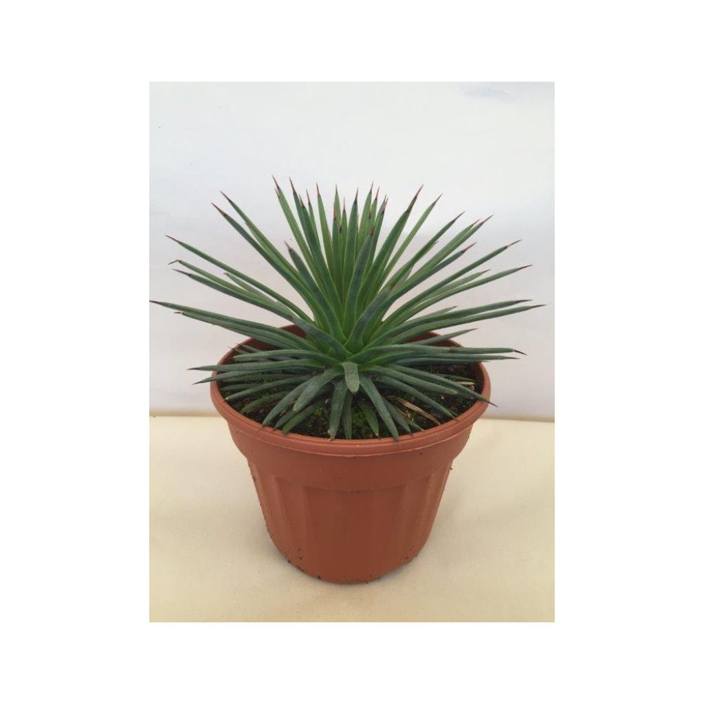 Agave stricta Nana