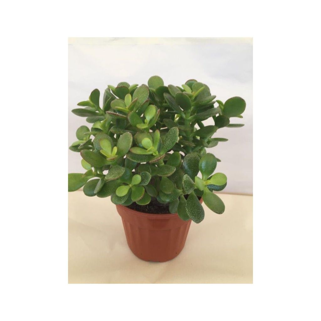 Crassula ovata Minor - Geldbaum