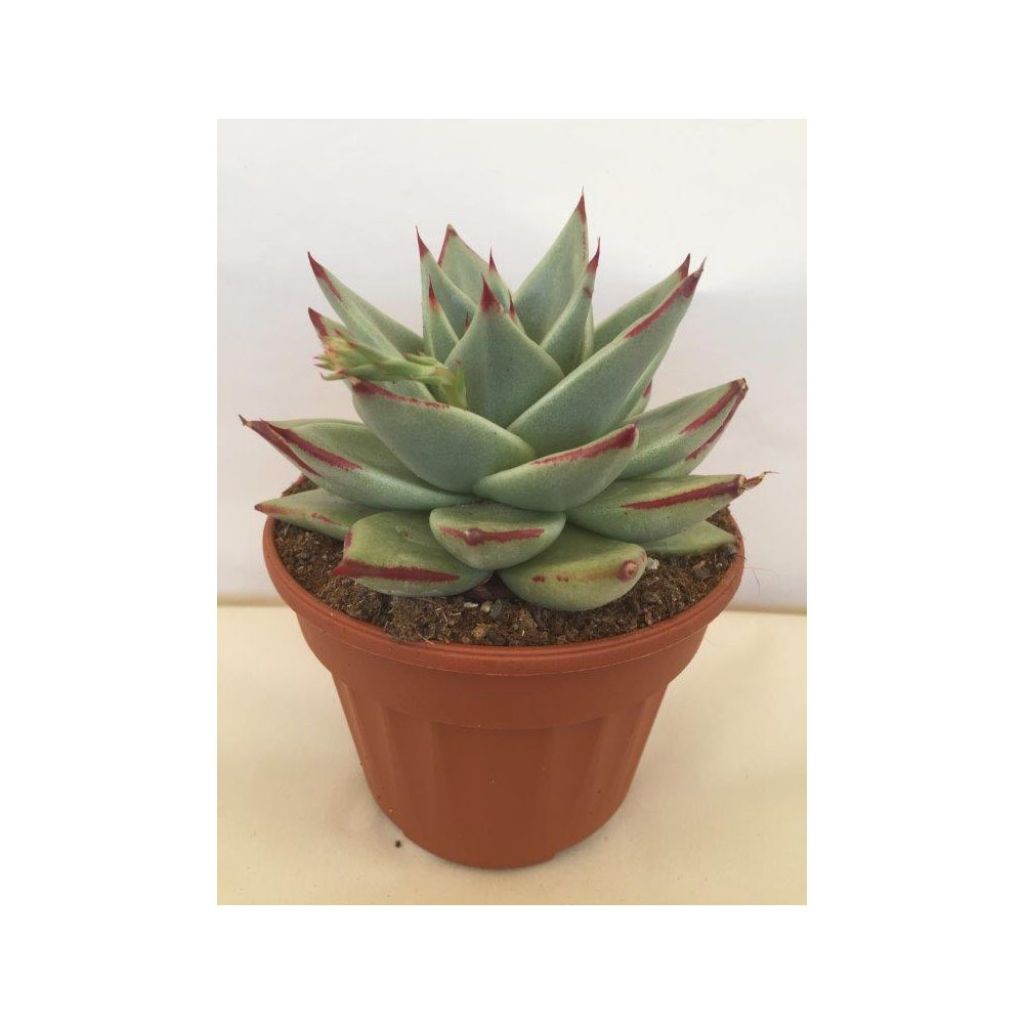 Echeveria agavoides Ebony - Echeverie