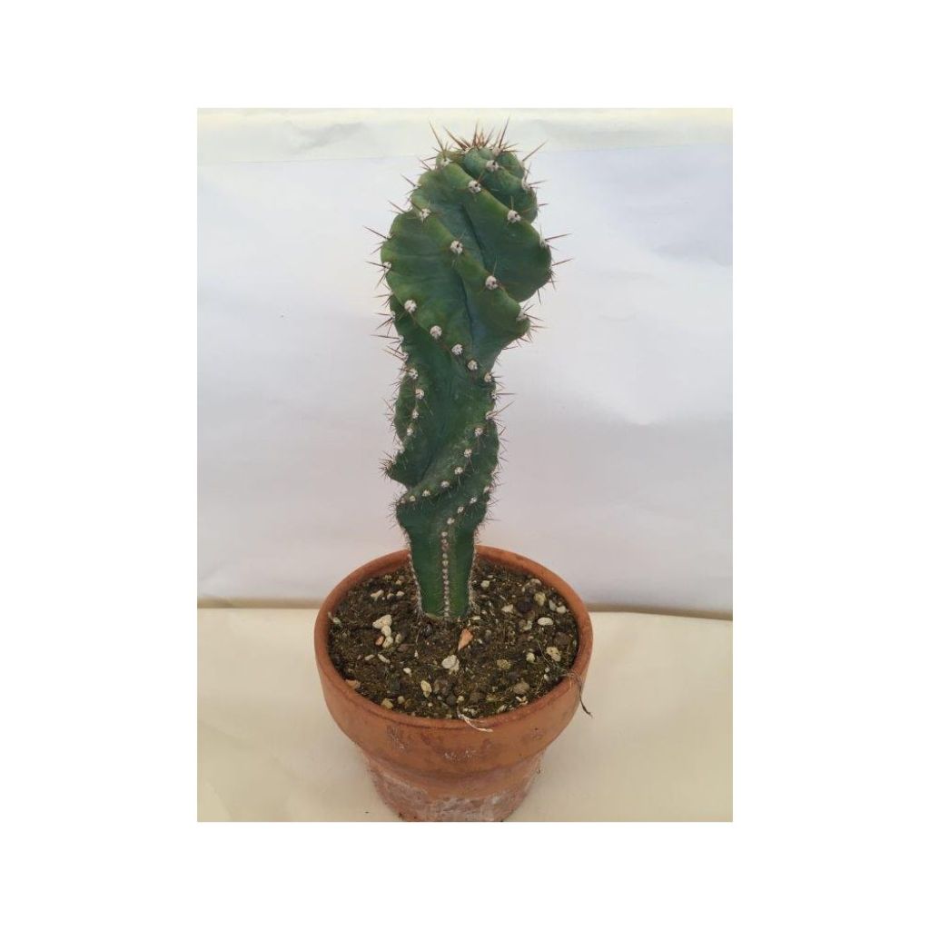 Cereus forbesii Spiralis - Säulenkaktus