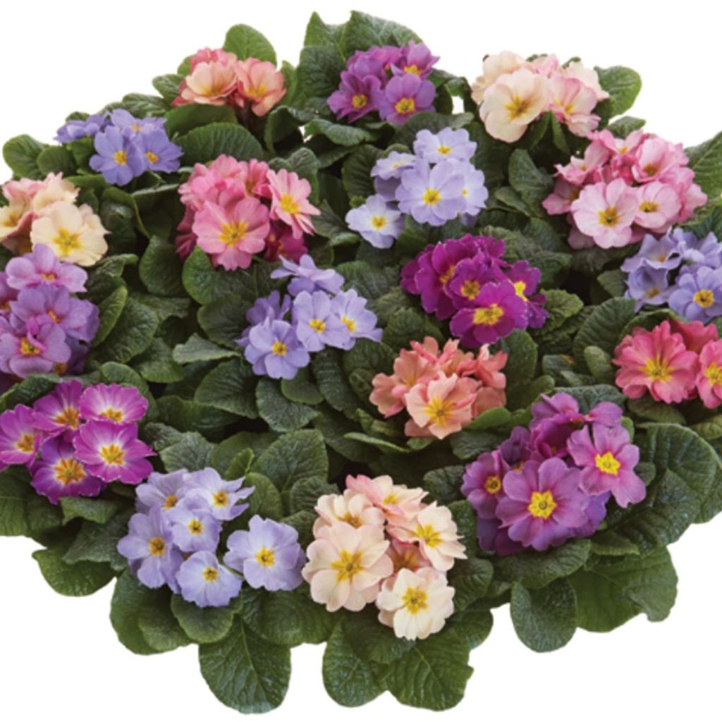 Primula Provence Mix - Kissenprimel