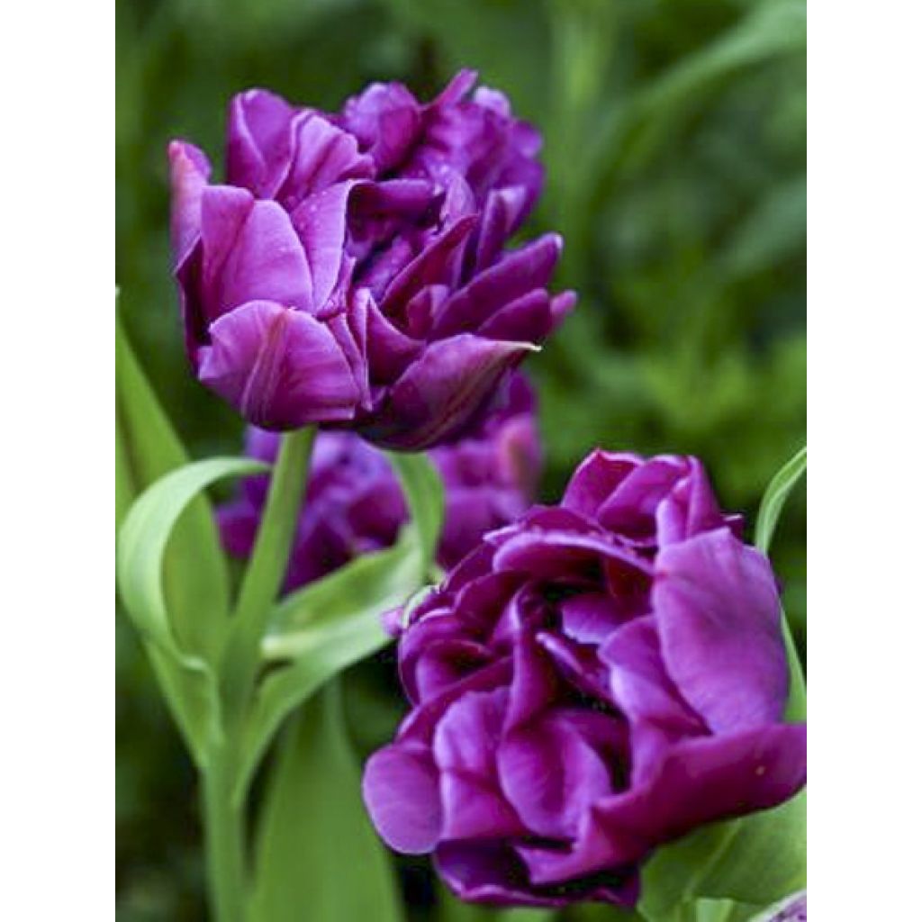 Frühe Gefüllte Tulpe Purple Pion