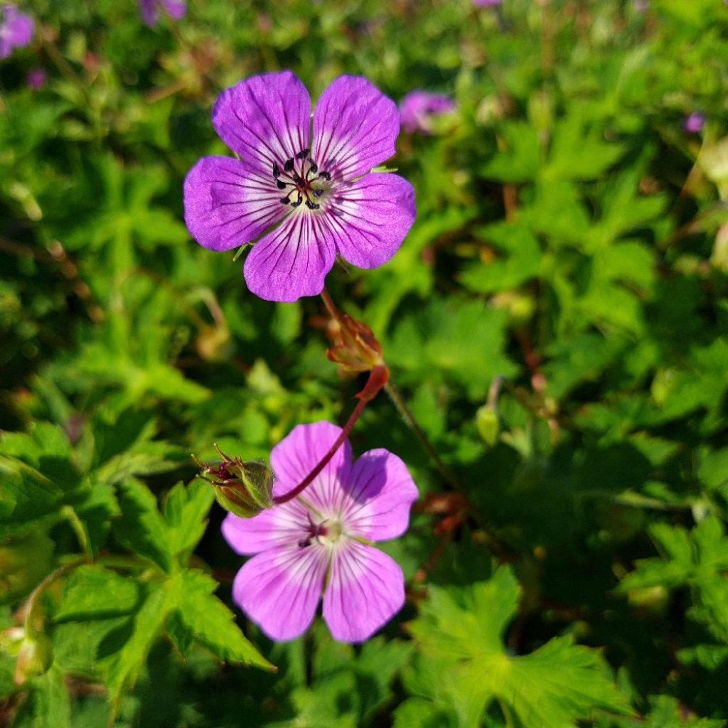 Geranium wallichianum Magical All Summer Delight - Storchschnabel