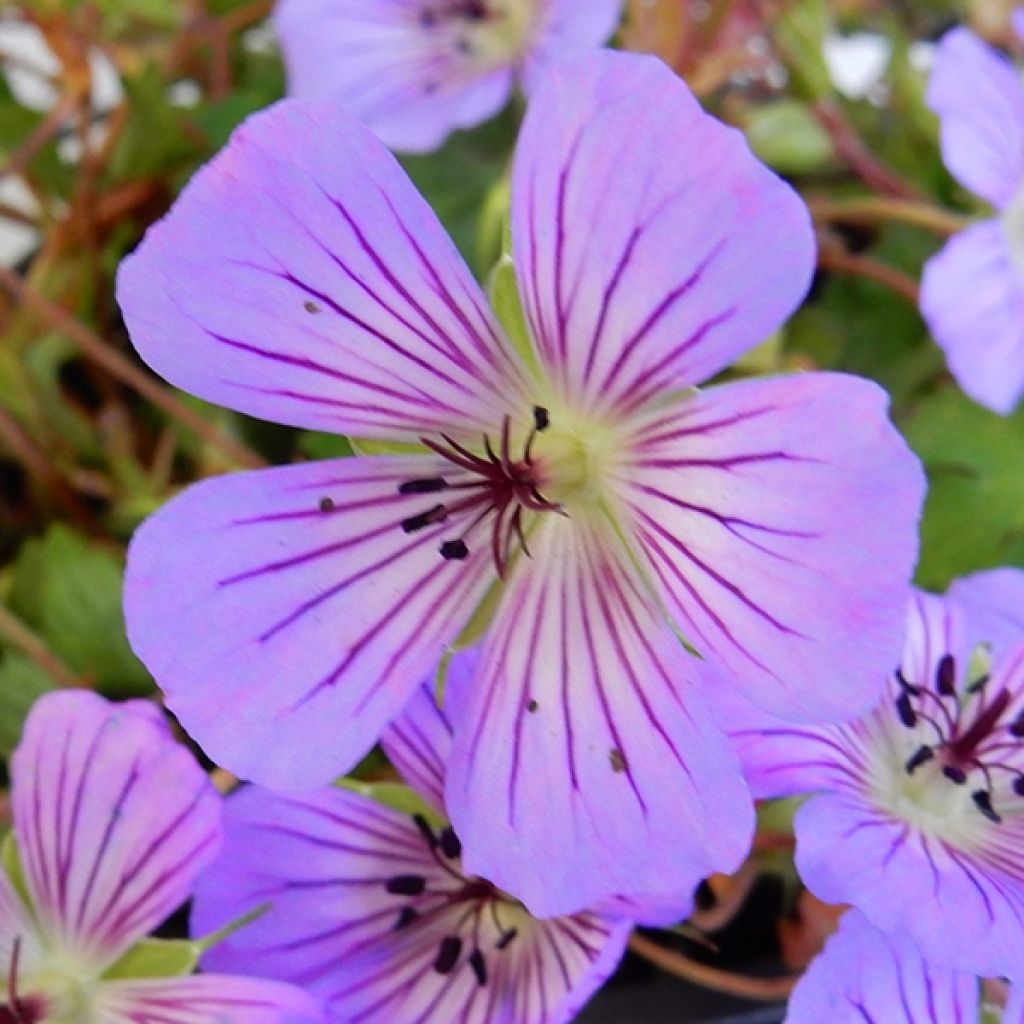 Geranium wallichianum Magical All Summer Delight - Storchschnabel