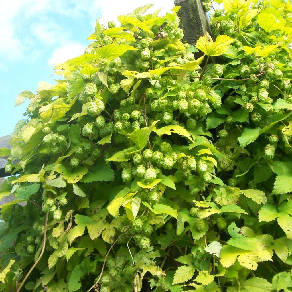 Humulus lupulus Bio - Hopfen