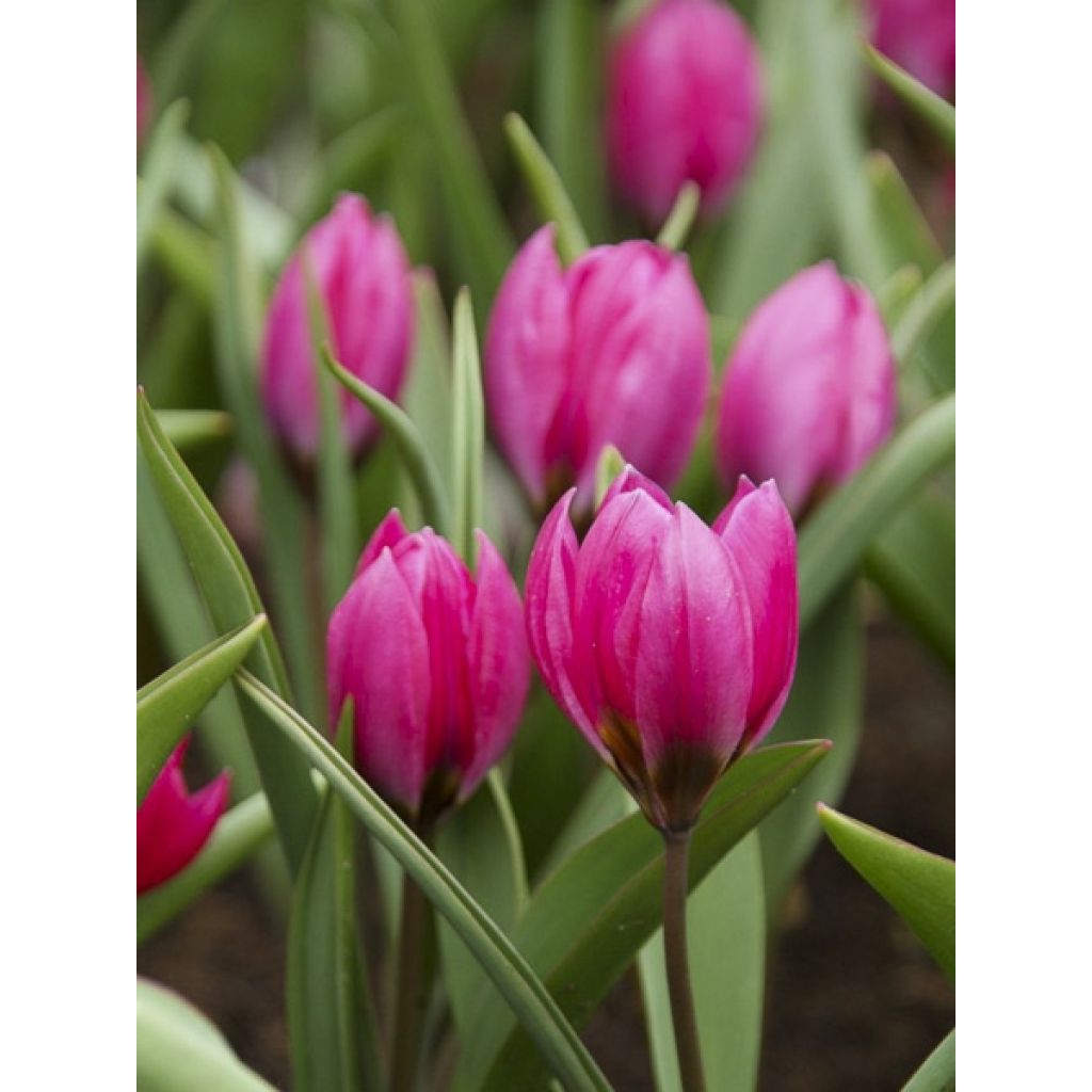 Tulipa humilis var. pulchella Violacea - Niedrige Tulpe