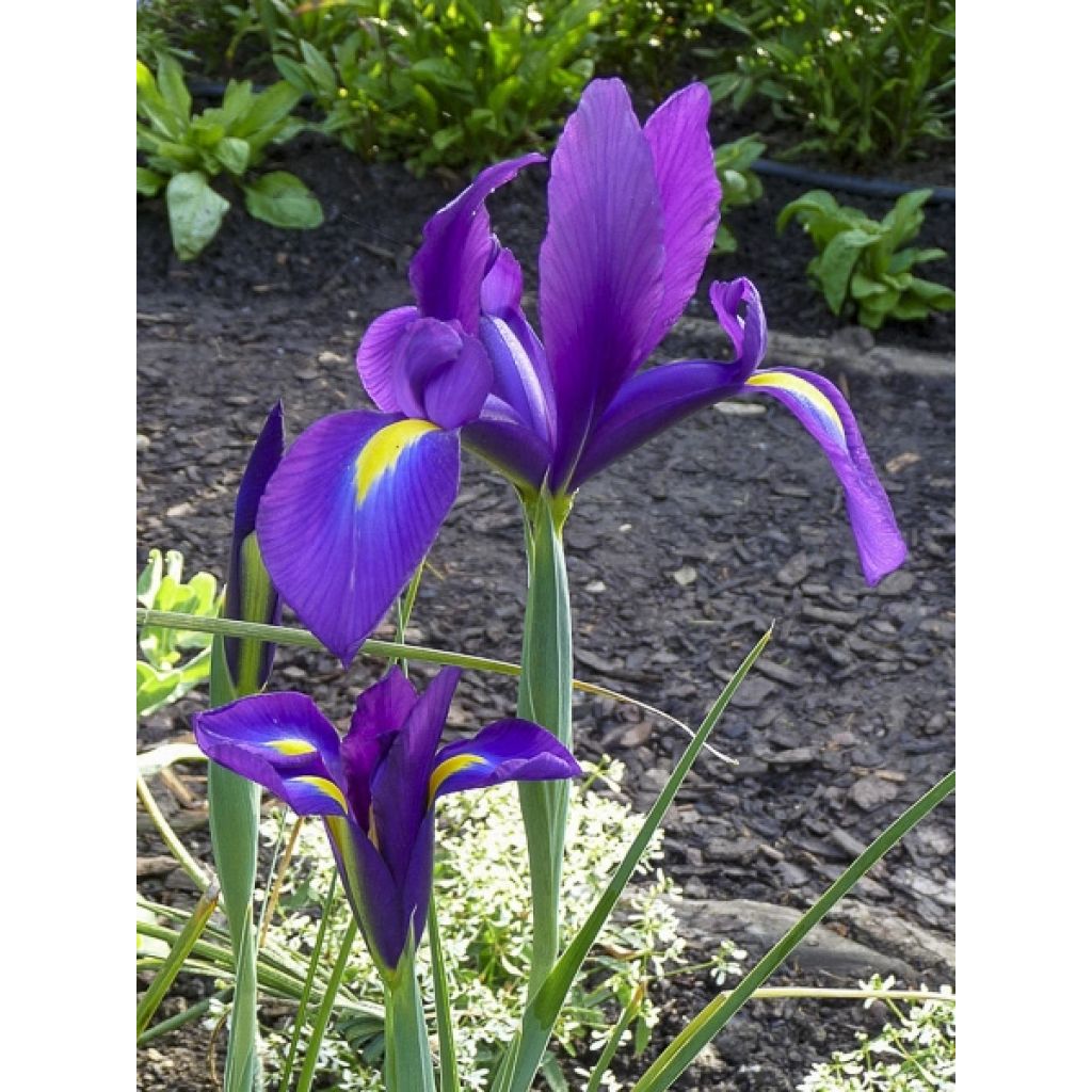 Iris hollandica Purple Sensation - Holländische Schwertlilie