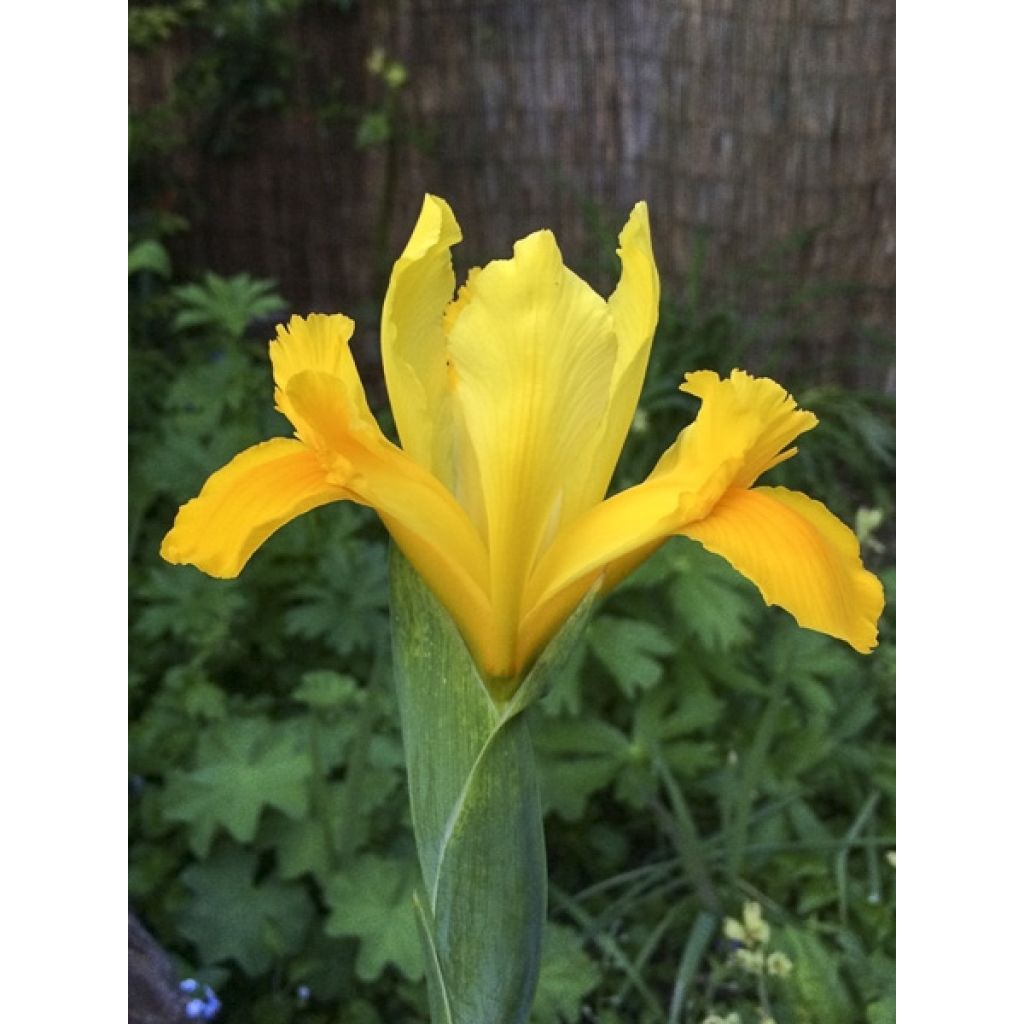 Iris hollandica Royal Yellow - Holländische Schwertlilie