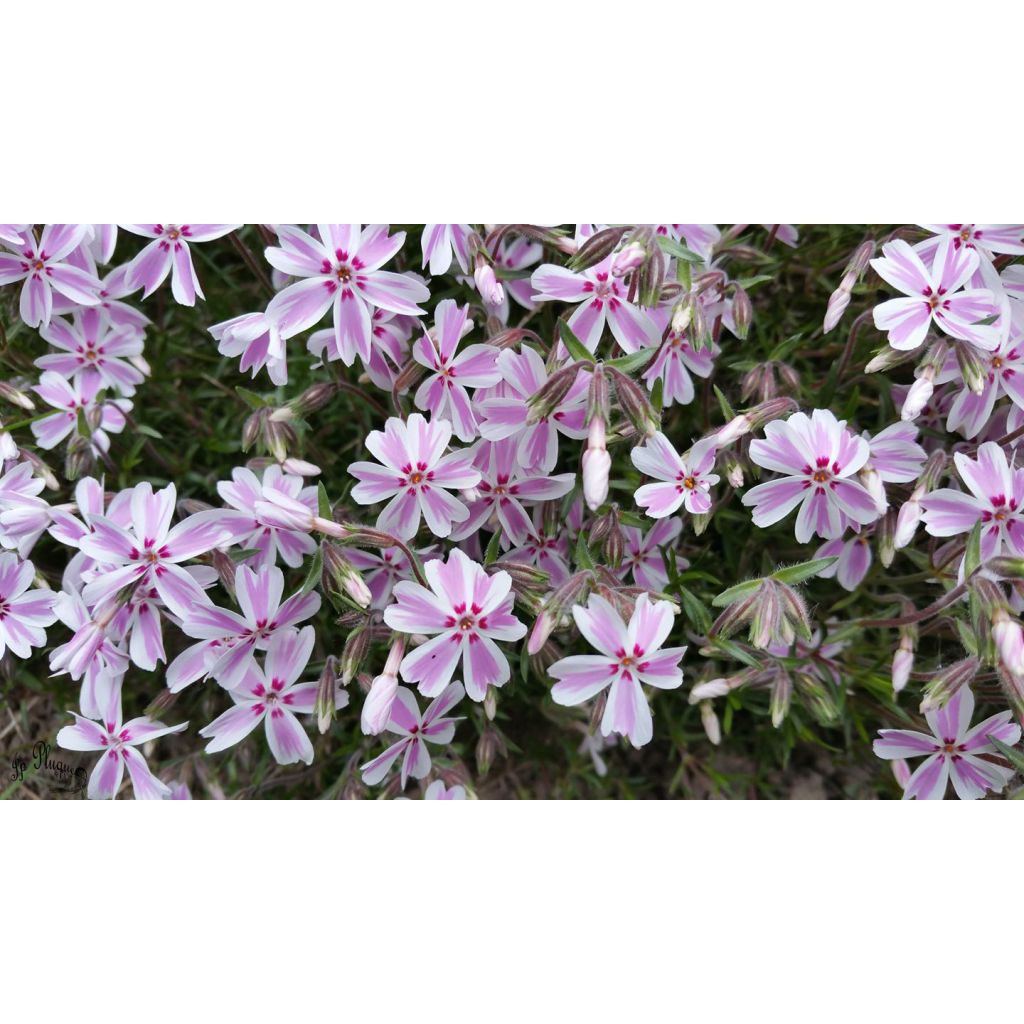 Phlox subulata Candy Stripes