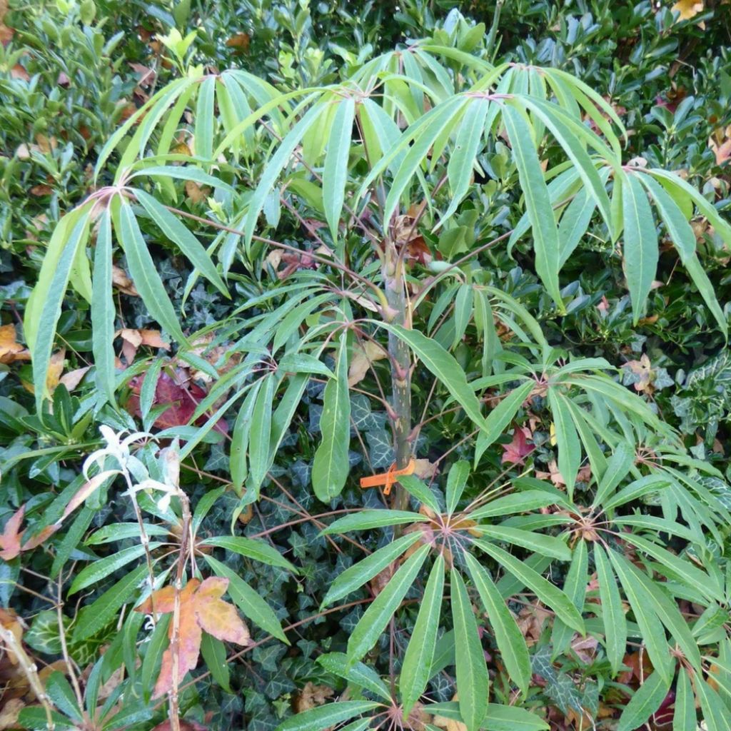 Schefflera taiwaniana - Alishan-Strahlenaralie