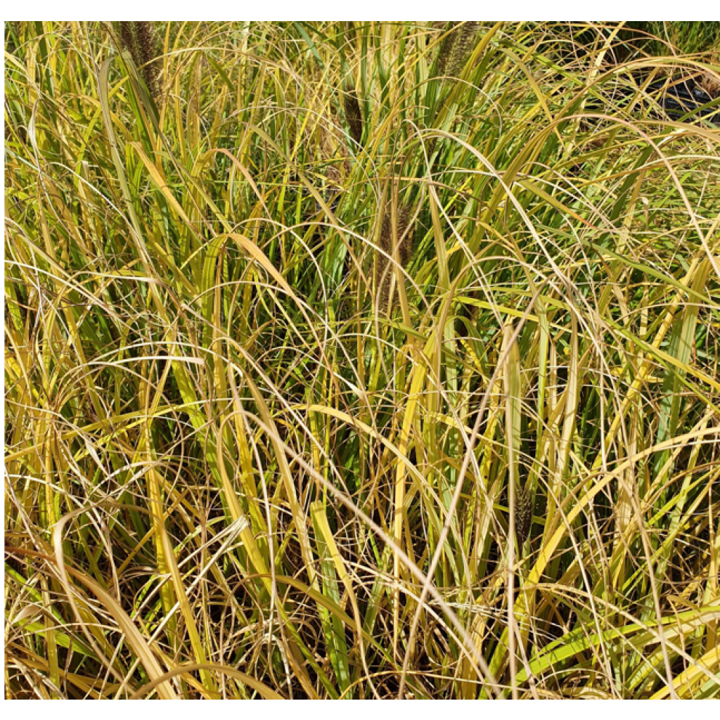 Lampenputzergras Lepage Gold - Pennisetum alopecuroïdes