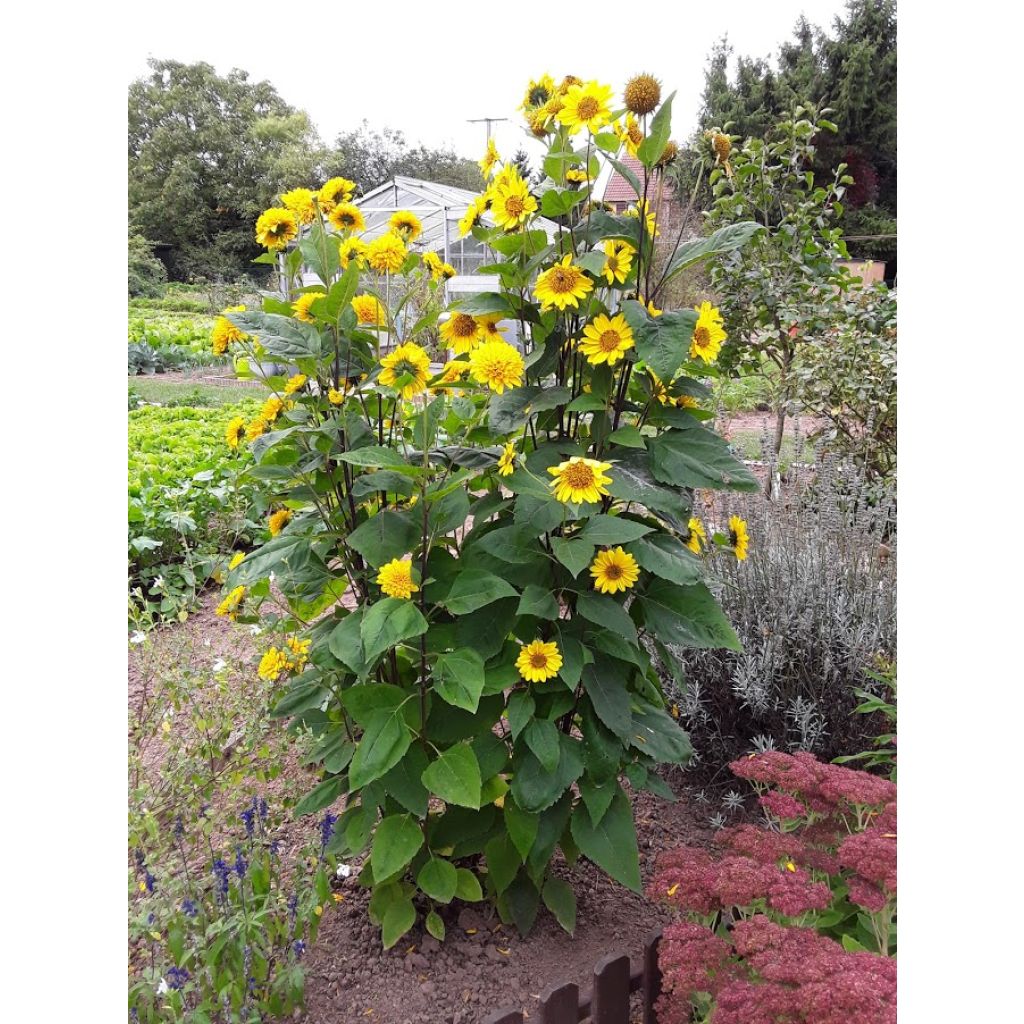 Helianthus decapetalus Plenus - soleil vivace double