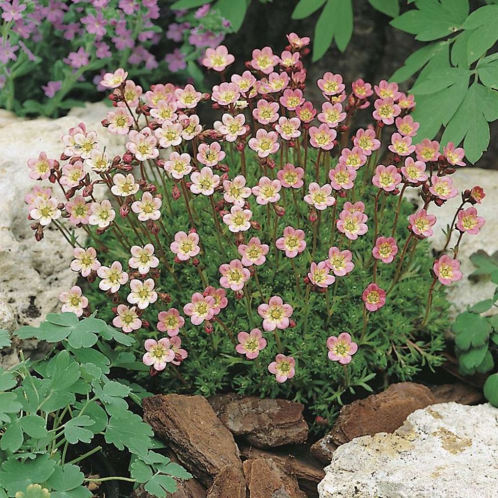 Saxifraga arendsii Compactum - Garten-Moos-Steinbrech