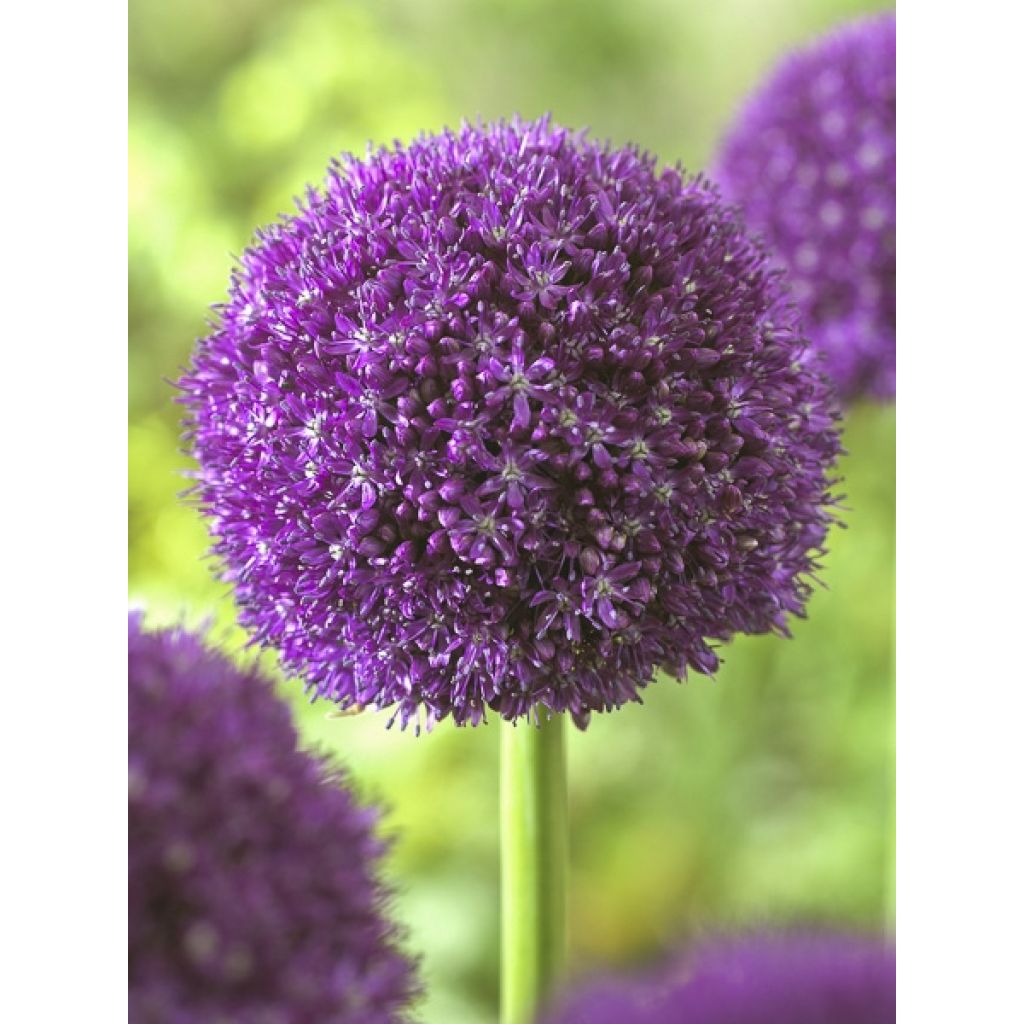 Allium Ambassador - Zierlauch