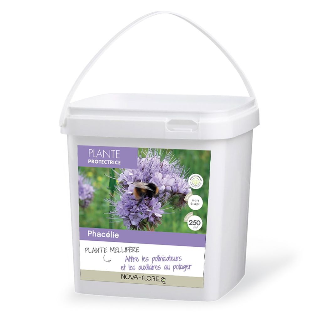 Büschelschön (Grüner Dünger) - Phacelia tanacetifolia