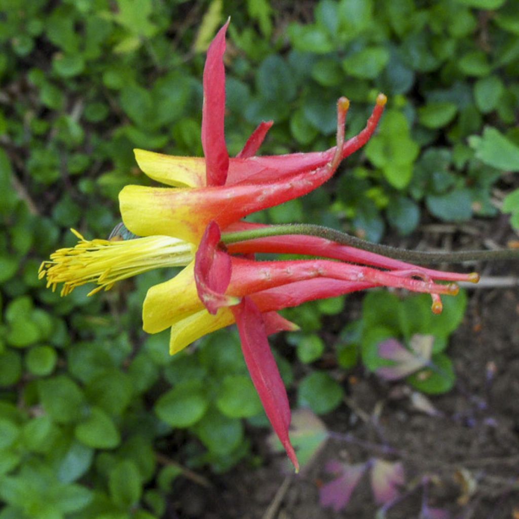 Aquilegia skinneri Tequila Sunrise (Samen) - Mexikanische Akelei