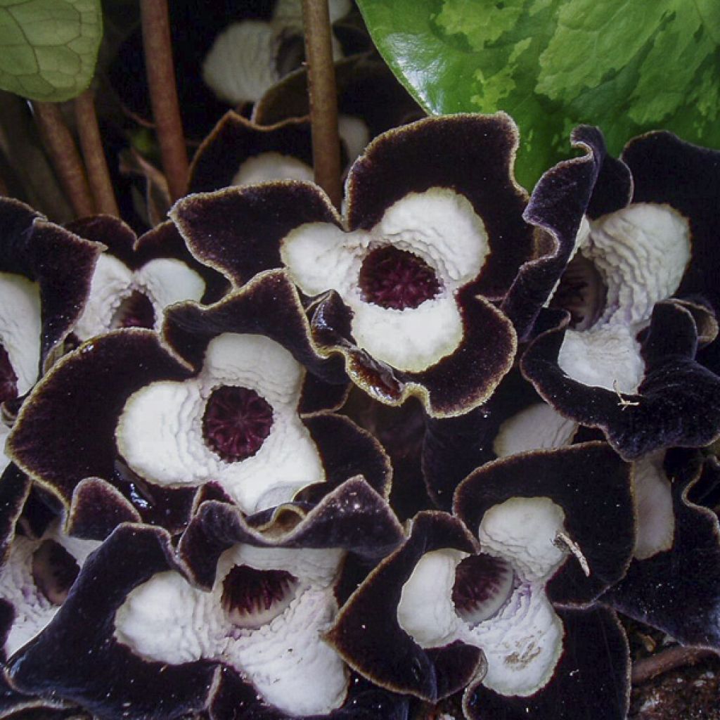 Asarum maximum Ling Ling - Chinesische Haselwurz