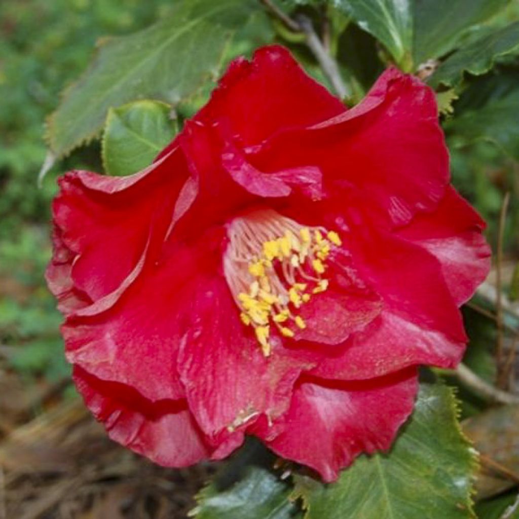 Camellia Holly Bright - Japanische Kamelie