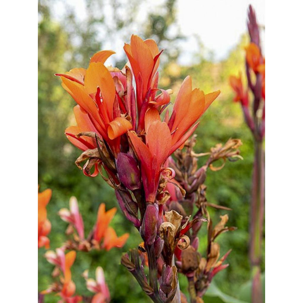 Blumenrohr Grand Duc - Canna