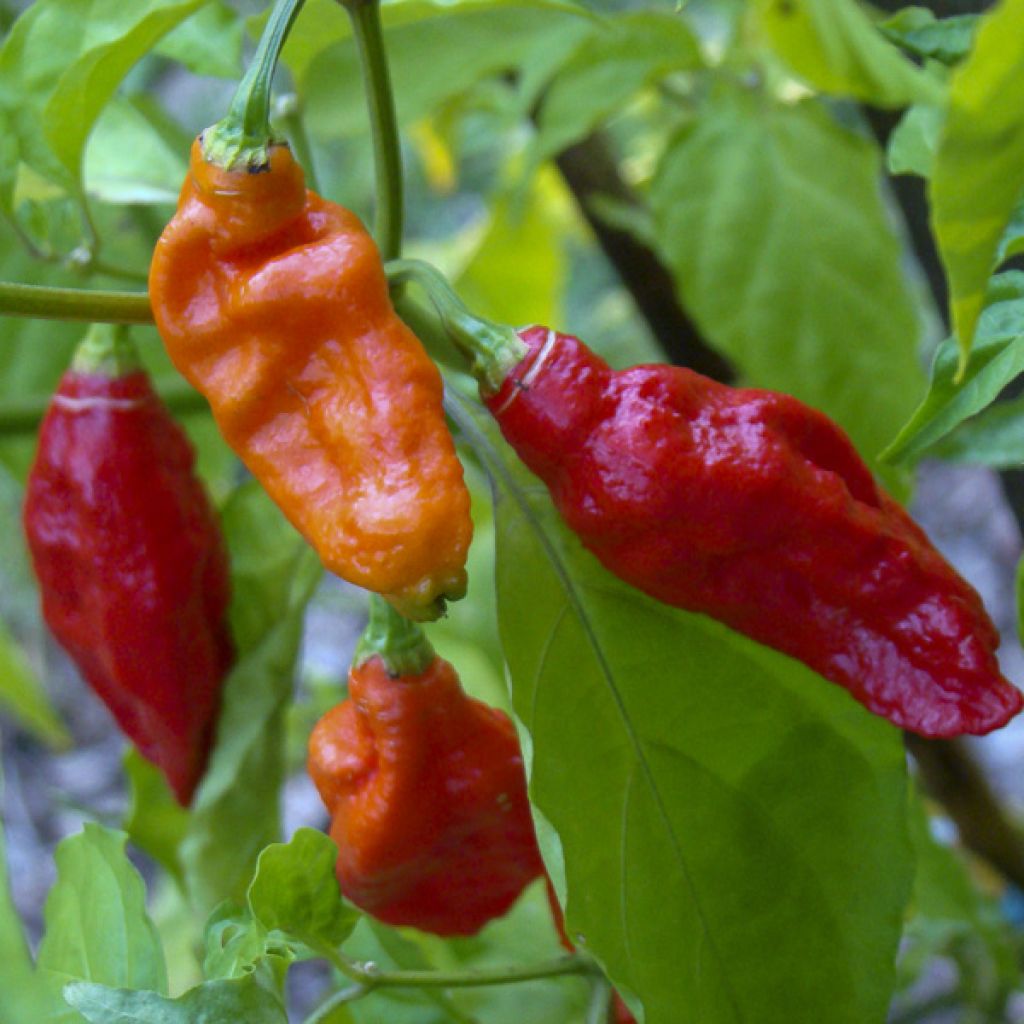 Chili-Pfeffer Naga Jolokia