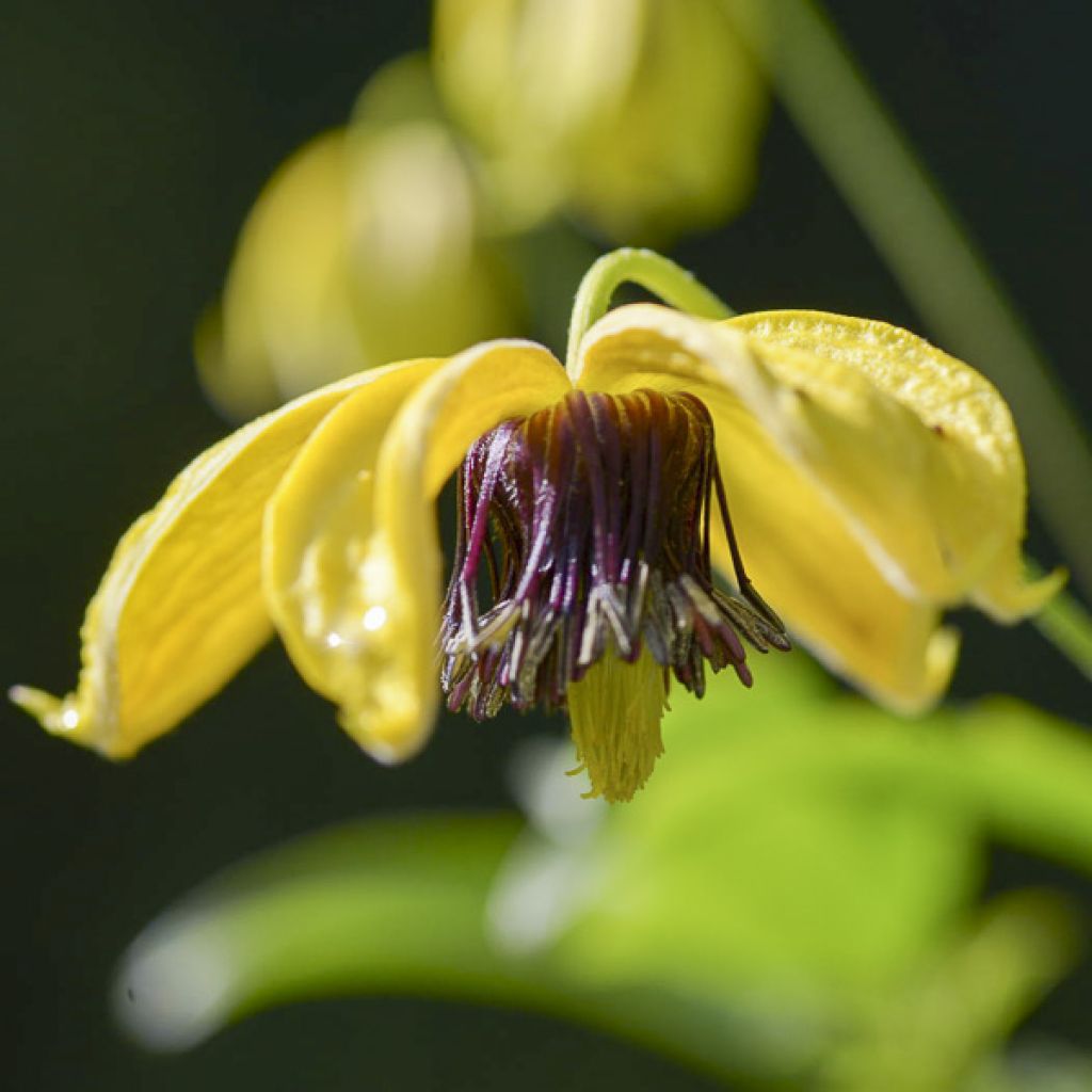 Clematis tangutica Golden Harvest - Gold-Waldrebe