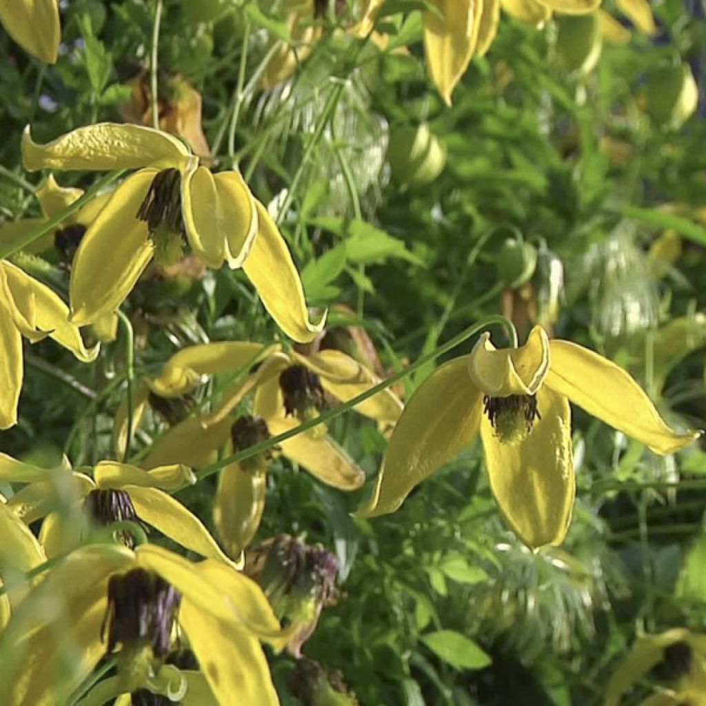 Clematis tangutica Golden Harvest - Gold-Waldrebe