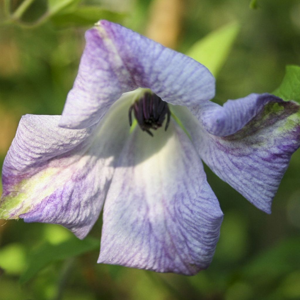 Clematis viticella Caerulea Luxurians - Waldrebe