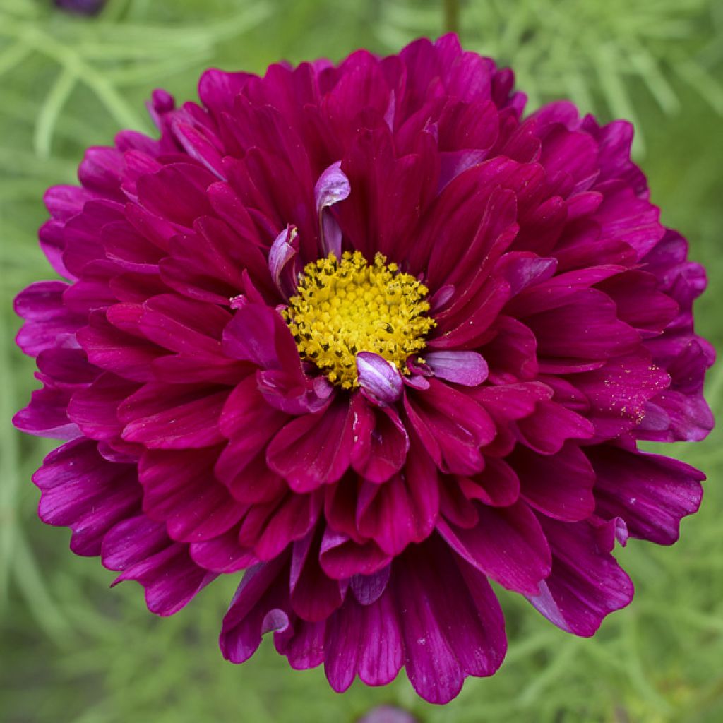 Schmuckkörbchen Cranberries (Samen) - Cosmos