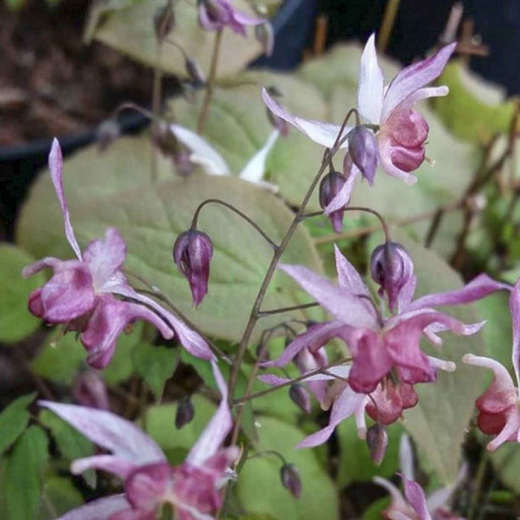 Epimedium Asiatic hybrids - Elfenblume