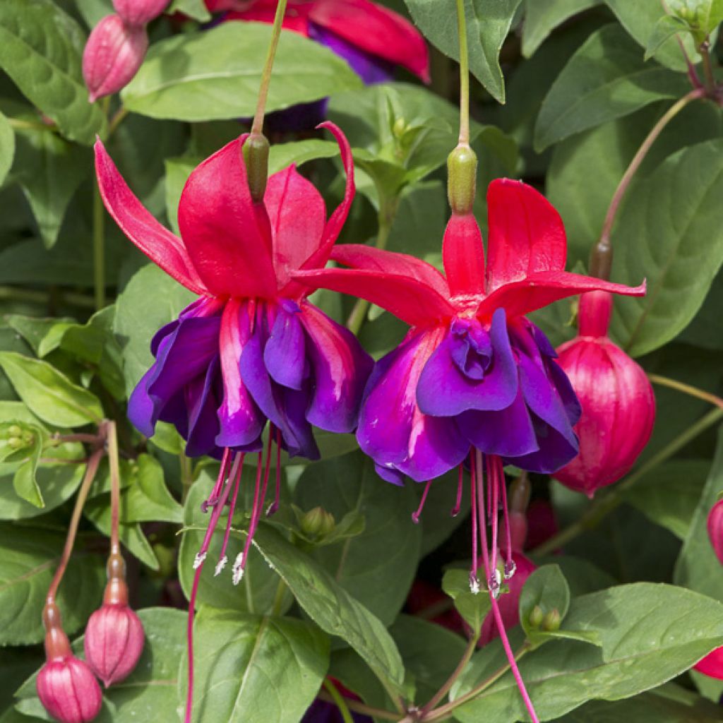 Fuchsia Voodoo