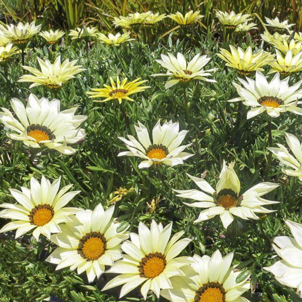 Gazanie Kiss White F1 (Samen) - Gazania