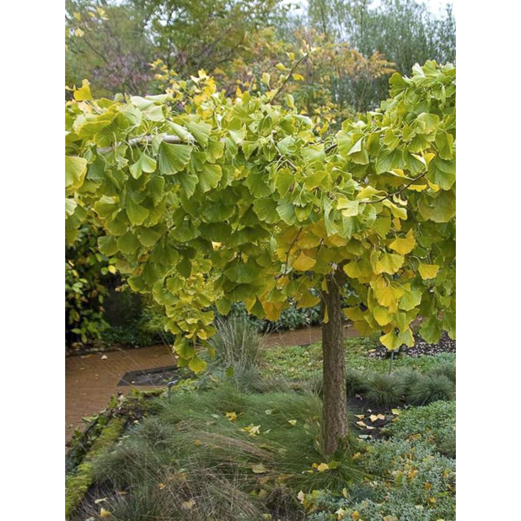 Ginkgo biloba Pendula - Fächerblattbaum