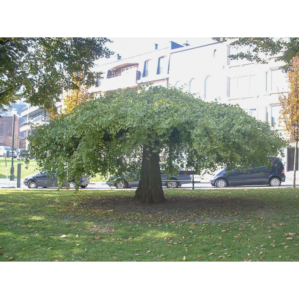 Ginkgo biloba Pendula - Fächerblattbaum