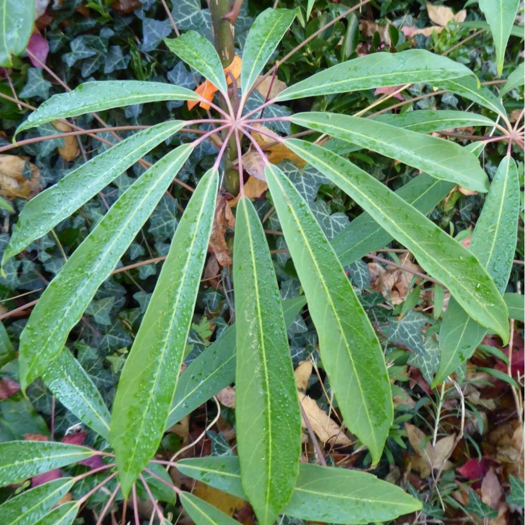 Schefflera taiwaniana - Alishan-Strahlenaralie