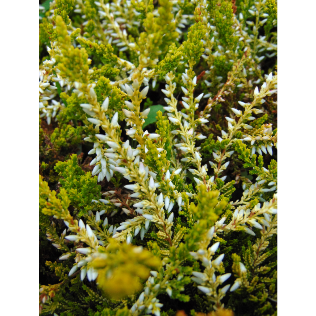 Besenheide Sandy - Calluna vulgaris