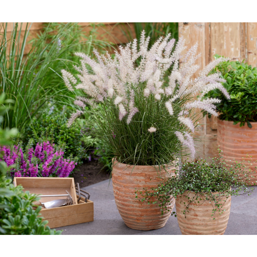 Orientalisches Lampenputzergras JS Dance With Me - Pennisetum orientale