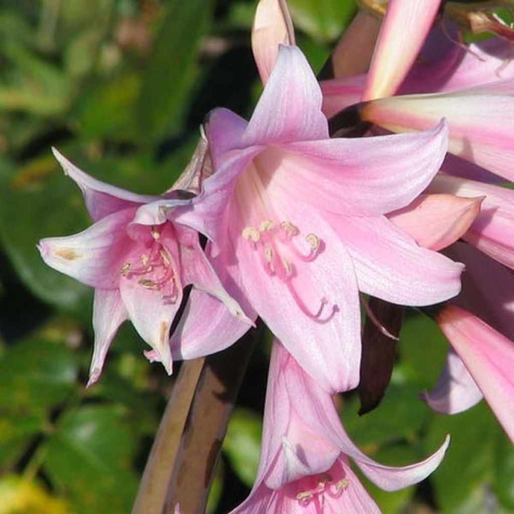 Amaryllis belladonna - Belladonnalilie