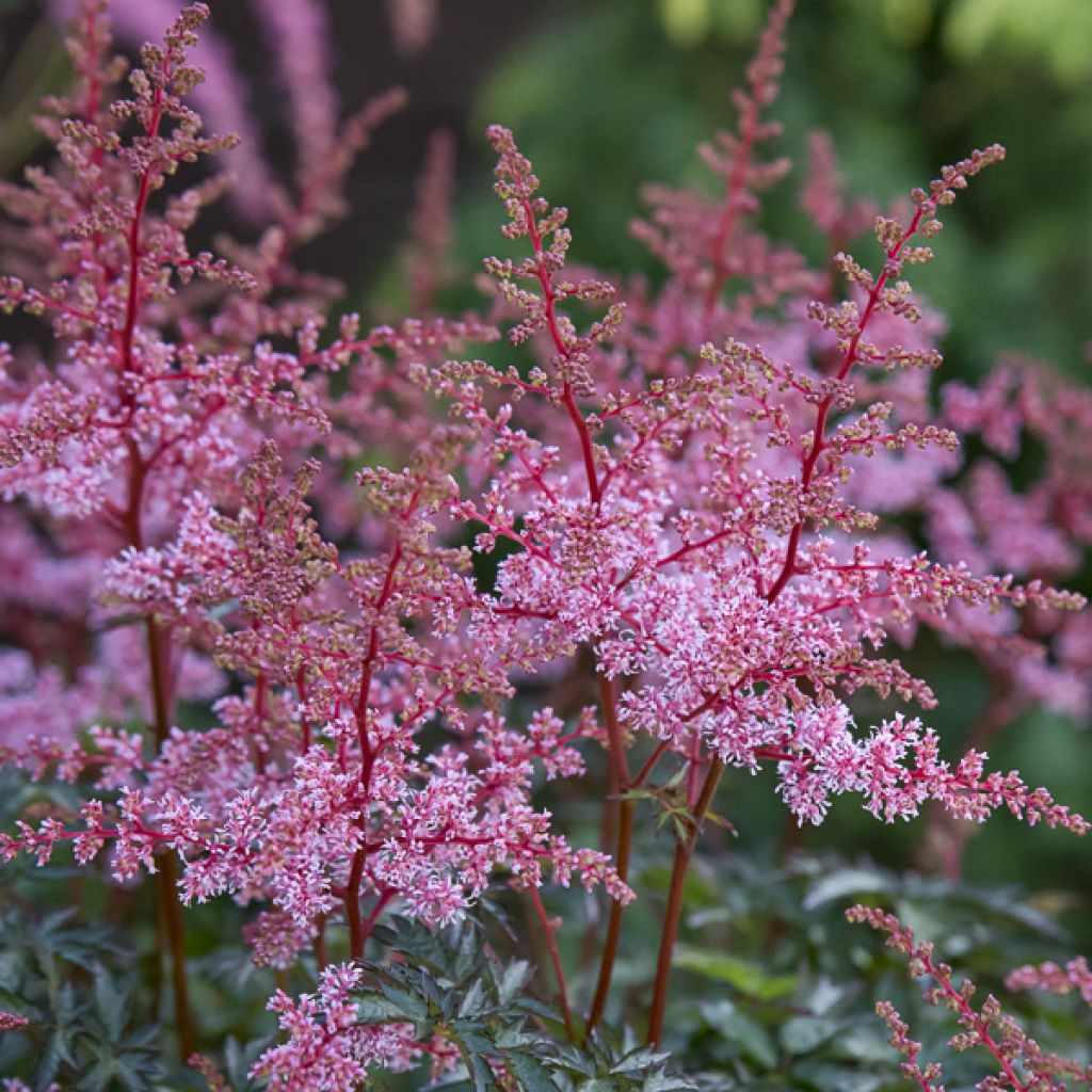 Astilbe simplicifolia Key West - Prachtspiere