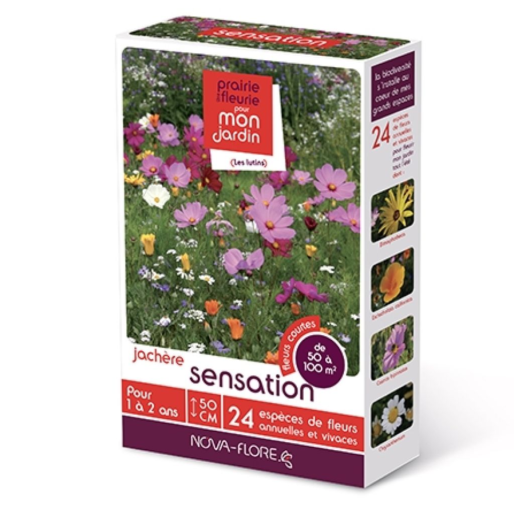 Jachère Sensation"

"Jachère Sensation" ist eine blühende Mischung aus einjährigen Blumen und Gräsern, die speziell für die Anlage von Blumenwiesen entwickelt wurde. Diese Mischung ist ideal für Gärtner, die eine natürliche und blühende Umgebung in ihrem 