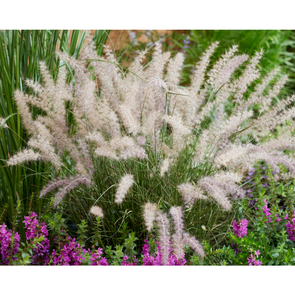 Orientalisches Lampenputzergras JS Dance With Me - Pennisetum orientale