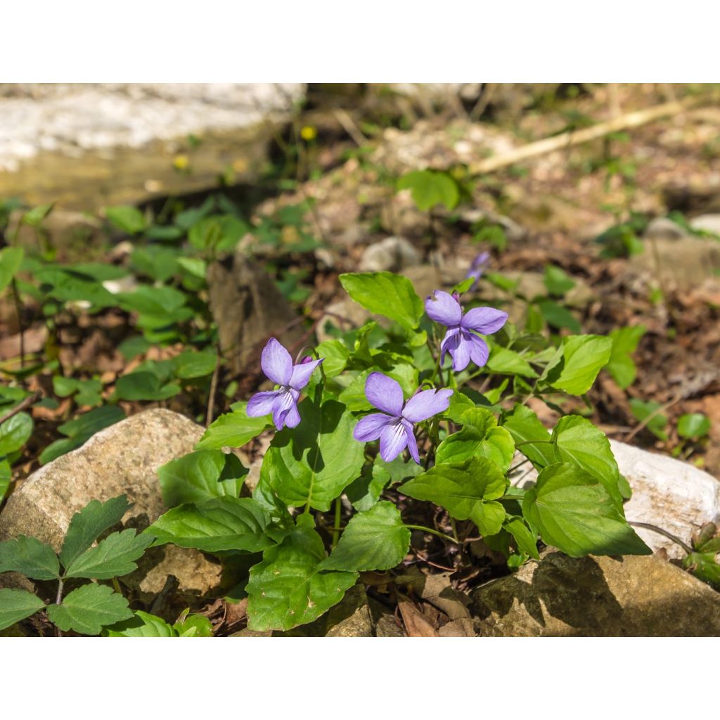 Viola reichenbachiana - Reichenbachs Veilchen