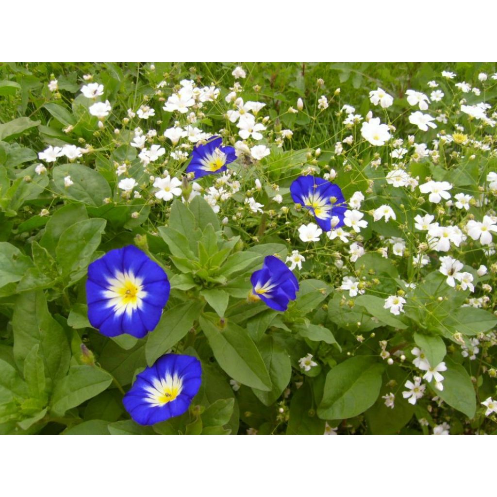 Convolvulus tricolor Pavillon Bleu (Samen) - Prachtwinde