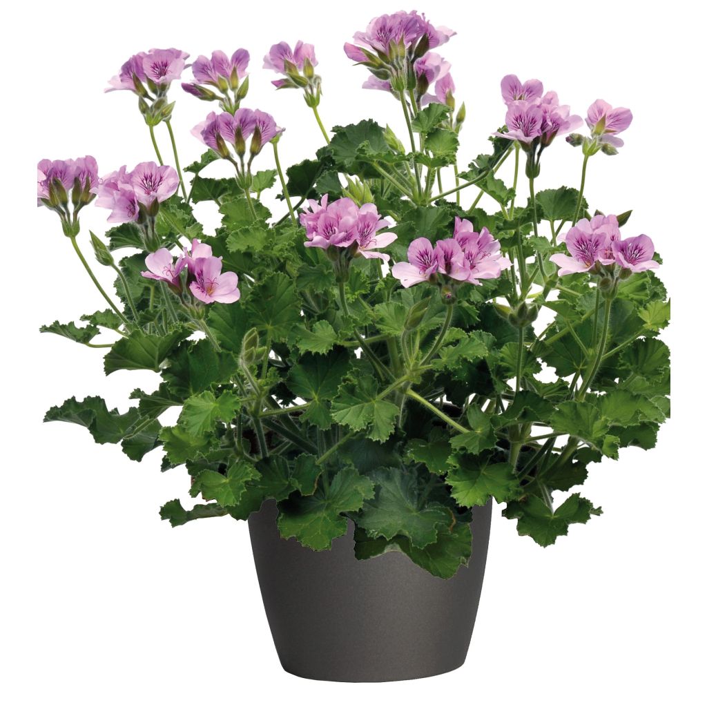 Duftende Pelargonie - Pelargonium citriodorum