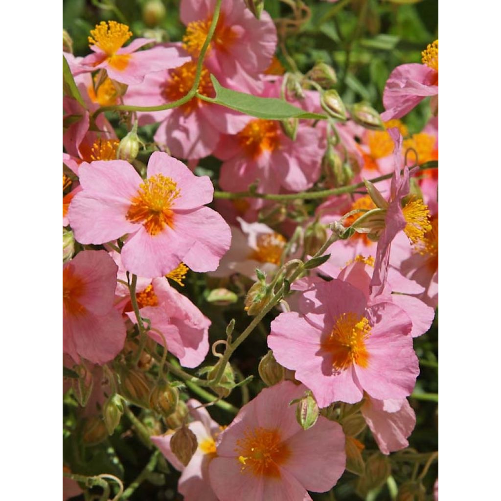 Sonnenröschen Lawrenson's Pink - Helianthemum