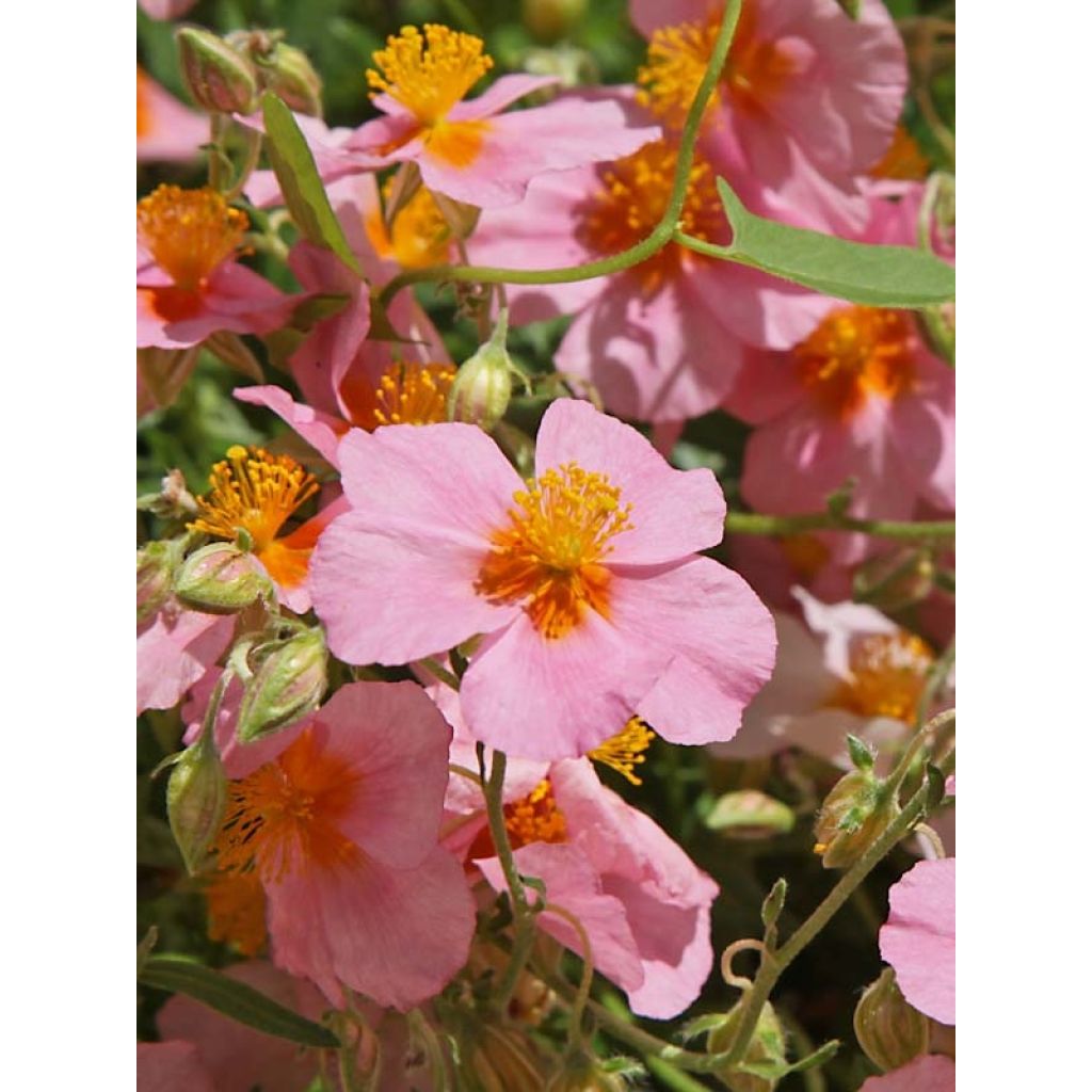 Sonnenröschen Lawrenson's Pink - Helianthemum